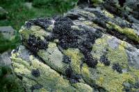 Lichens sur rocher 